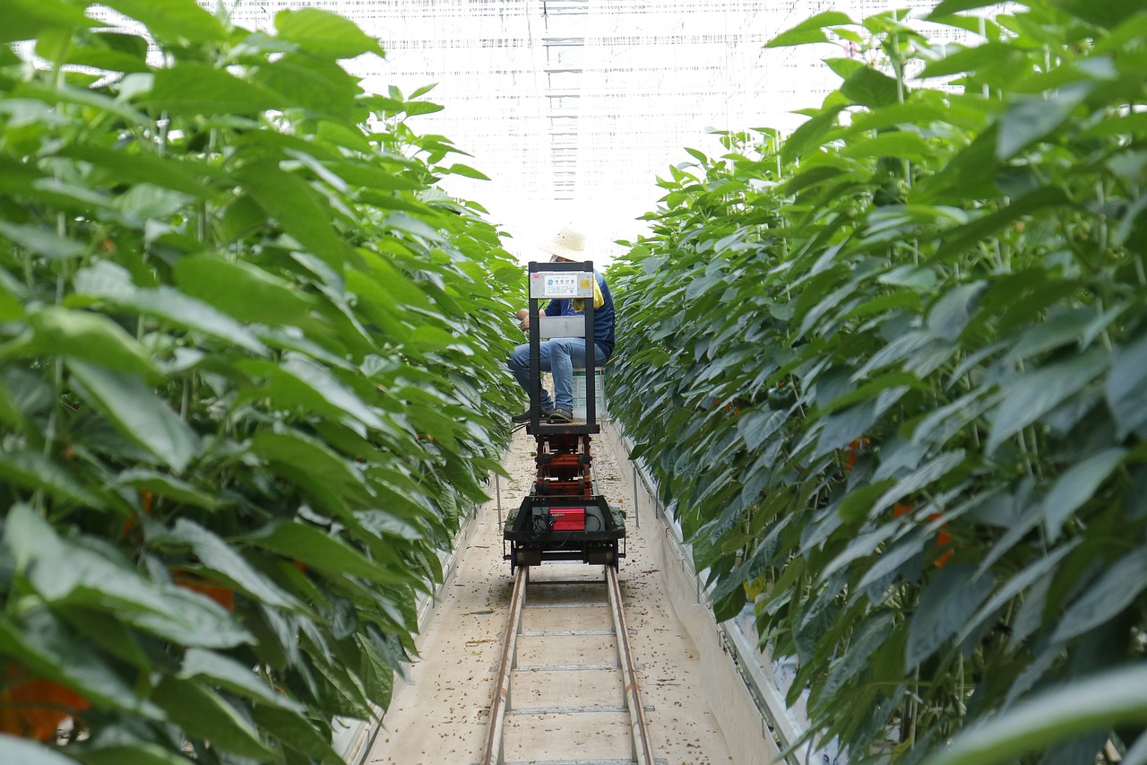 最新SE西瓜品种介绍及种植技术探讨