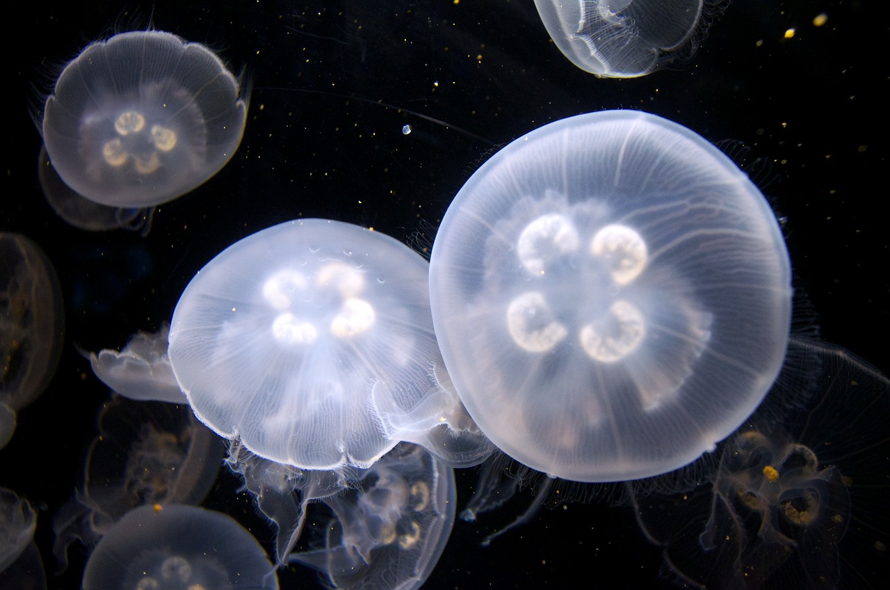 海洋神秘生物揭秘，最新管水母的研究价值探索