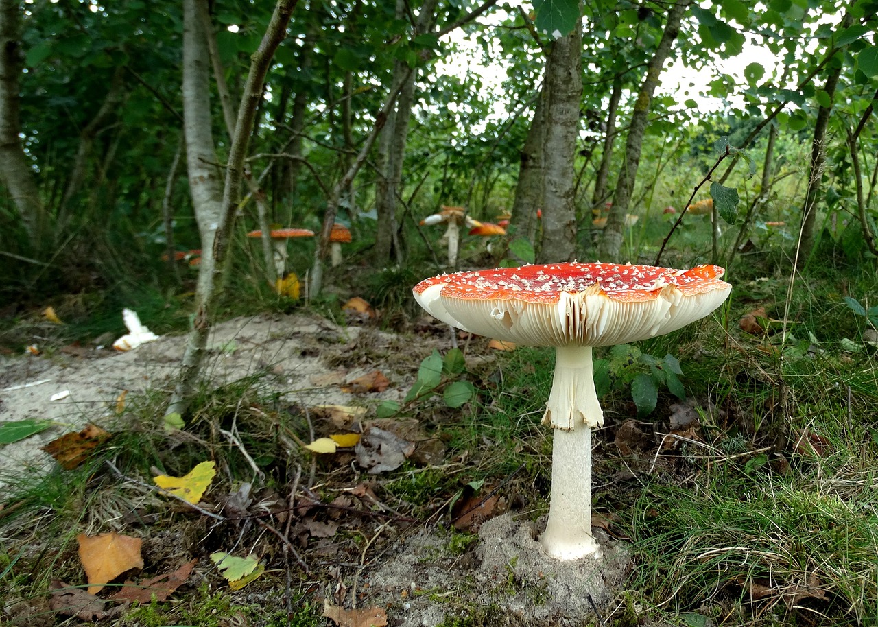 最新苹果种苗，种植技术、优势及广阔的应用前景