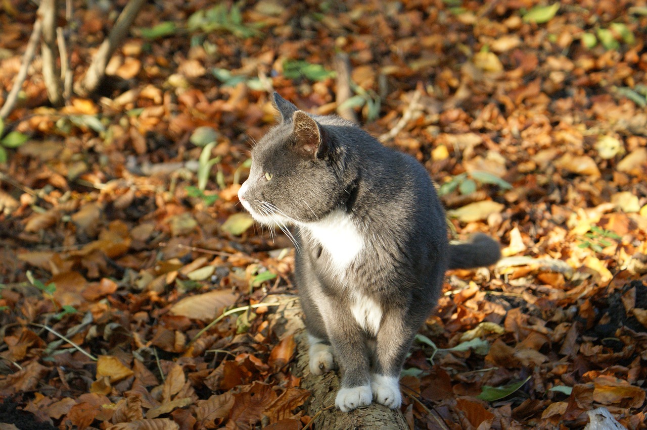 最新七猫，重新定义在线阅读体验