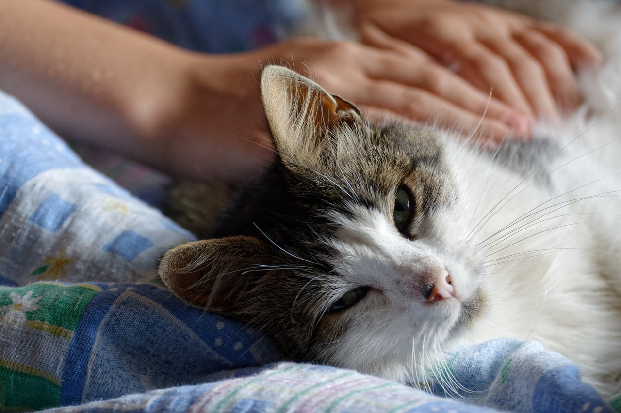 时尚潮流与宠物养护的完美结合，最新整猫指南